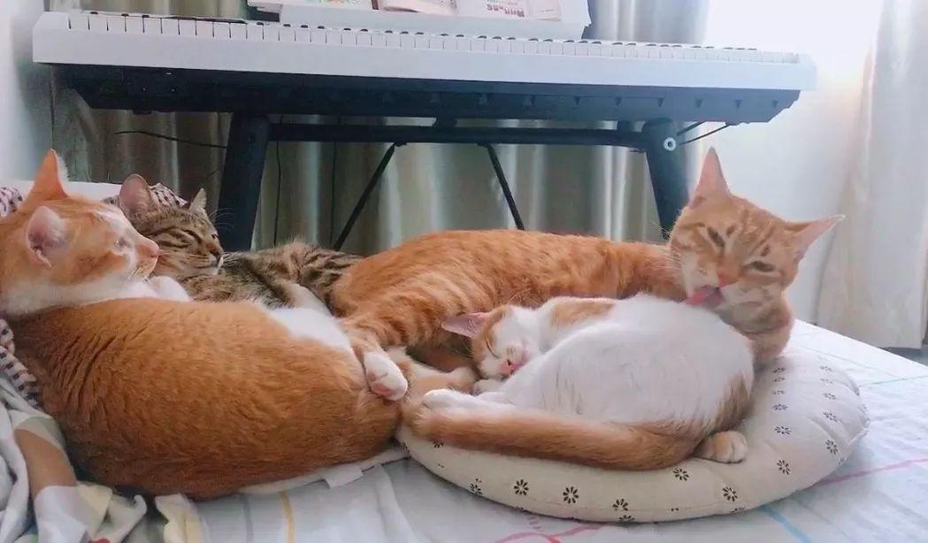 猫咪爱咬人怎么办(猫咪抓人咬人屡教不改怎么办)