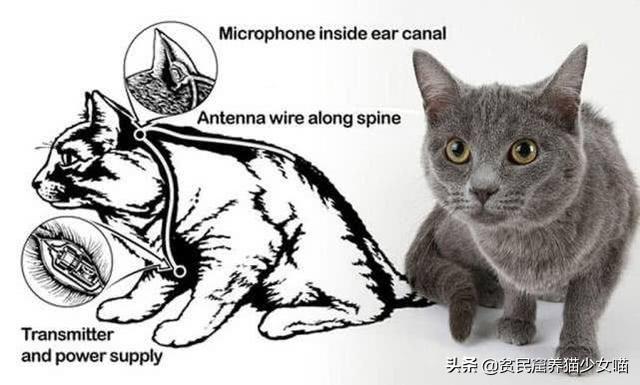 日军与德军哪个更恶毒，日军怕德军吗（为啥战争中常常用狗做间谍）