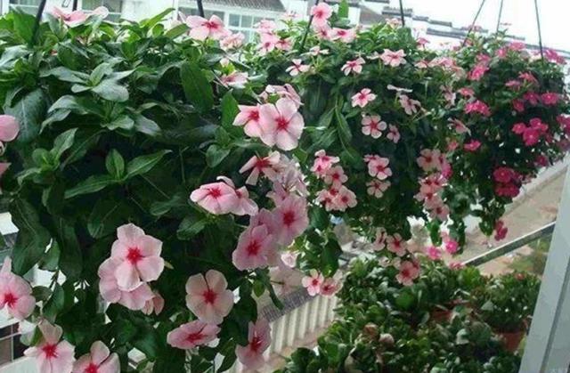 过期啤酒能浇花吗，啤酒能浇花吗（过期牛奶、啤酒养花）