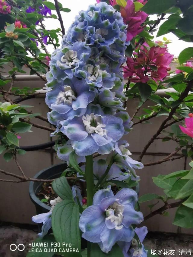 生僻唯美的花名，生僻唯美的花名四字（6种小众花）