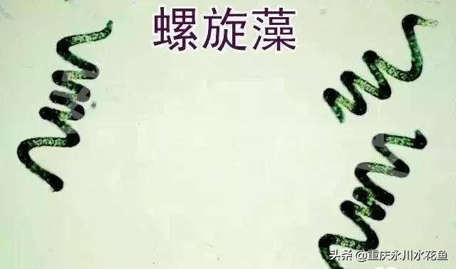 关于色球藻目介绍，色球藻藻体类型（绚丽多姿的水藻世界---常见藻类及图谱）