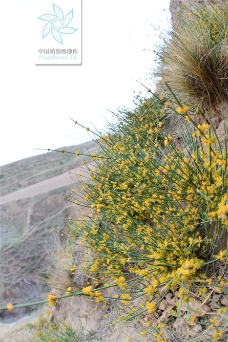 本草图经作者是谁，《本草图经》的作者（芎藭 蘼蕪 藁本）