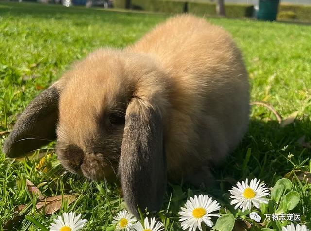 美国长毛垂耳兔,粘人又安静的小型宠物兔子(快来看看有没有你喜欢的)