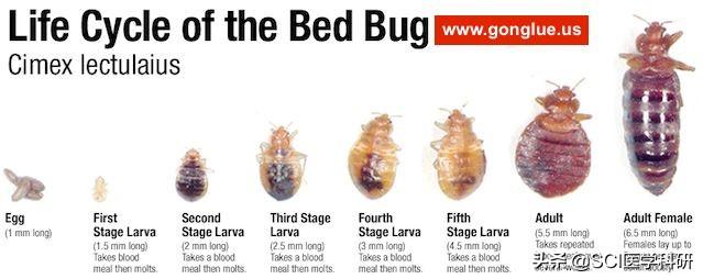床上的十种虫子及图片，床上的十种咬人的虫子图片（带你了解枕边的“吸血怪”）