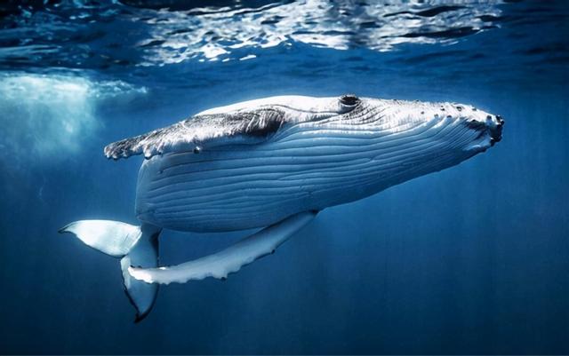 鲸鱼是鱼类动物吗，海豚属于鱼类吗（曾经在陆地上生活）