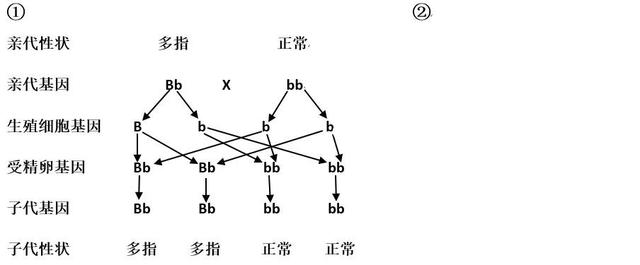 显性基因和隐性基因，什么是显性基因和隐性基因（第三节基因的显性和隐性知识梳理）