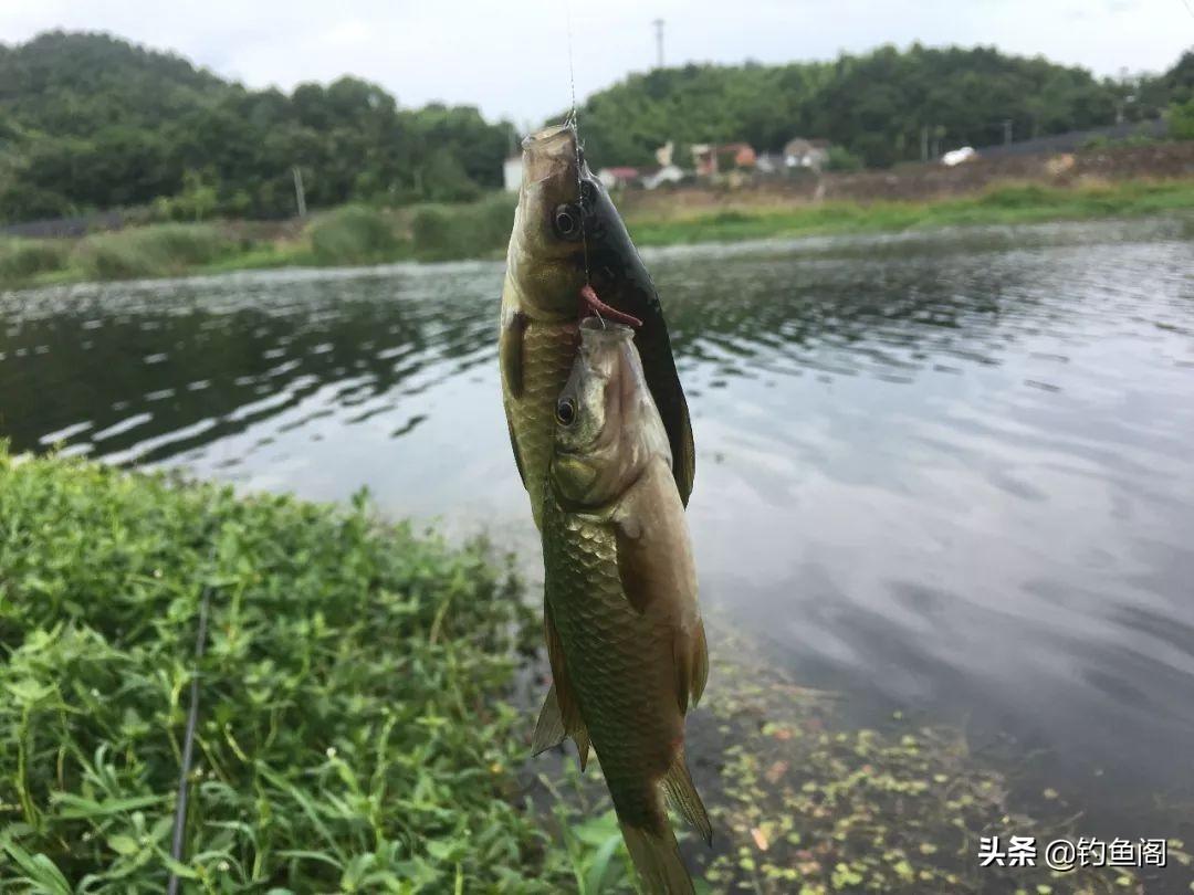 八字环绑法教学视频：专为守大鱼设计，线组牢固不易断，提升垂钓成功率