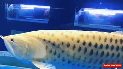 蓝龙鱼的生存环境-蓝龙鱼的简介，蓝龙鱼是热带鱼吗（看看黑龙和蓝龙！真的假的）