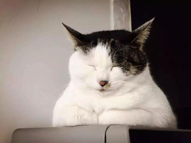 猫咪常见6种睡姿，猫咪的四种睡姿代表不同心理活动