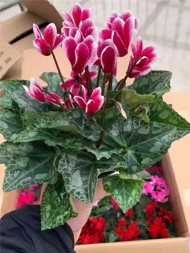 杜鹃花掉叶子的原因和解决办法详情介绍，杜鹃花掉叶子严重咋办（到底是哪出问题了）