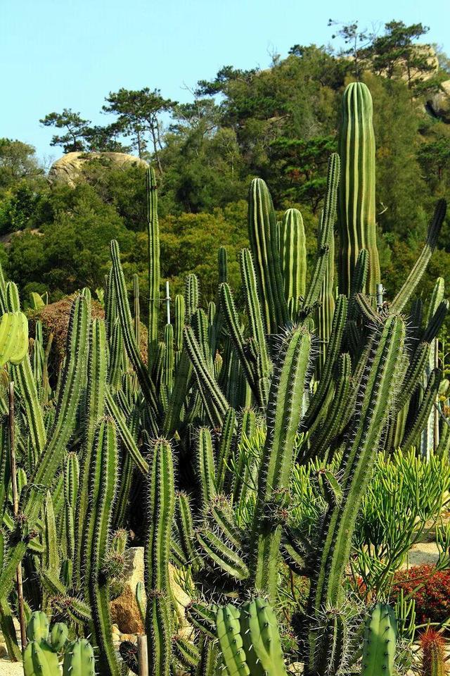 厦门万石植物园里有哪些植物，厦门万石植物园里有哪些植物花（种满多肉的植物园）