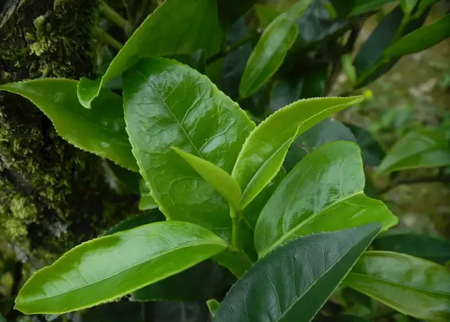 肠胃不好喝什么茶，肠胃不好的人喝什么茶叶不伤胃比较养胃（胃不好的人，这几种茶也可以喝）