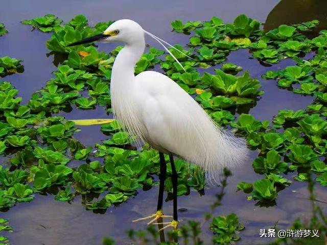 农村常见的鸟50种，绝大部分的人说不出名字的28种常见鸟