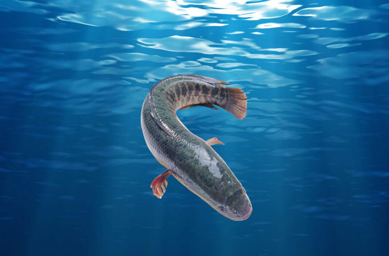 历史悠久的四大家鱼