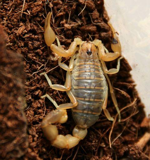 外壳坚硬的墨西哥雕像木蝎