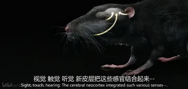 宇宙进化系统，为什么只有人类进化出高度发达的大脑