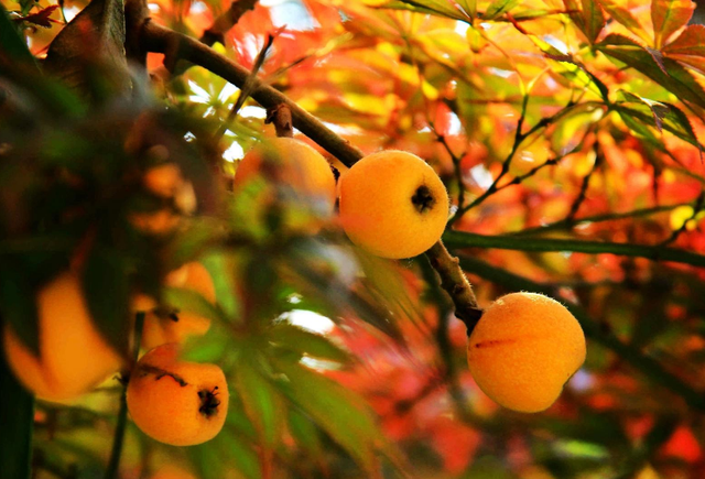 枇杷的诗句，枇杷的诗句关于思念爱人（这12首古诗你都知道吗）