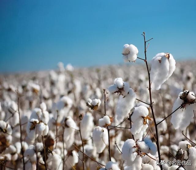 棉花花语和寓意是什么，棉花花语（花店老板娘手中的棉花）