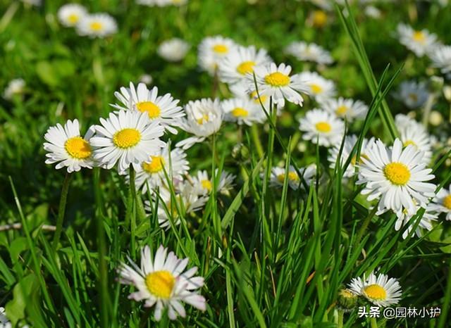 蔷薇适合送给什么人，蔷薇适合送给什么人看（盘点代表暗恋花语的10种花卉）