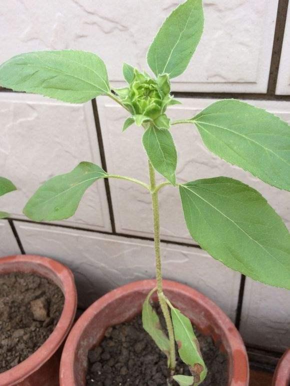 向日葵种植时间和方法，怎样让盆栽向日葵长得低矮爱开花