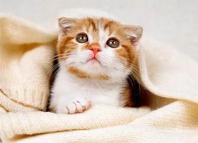 怎样养猫更合理，如何更好的养猫（铲屎官养猫的生活小窍门）