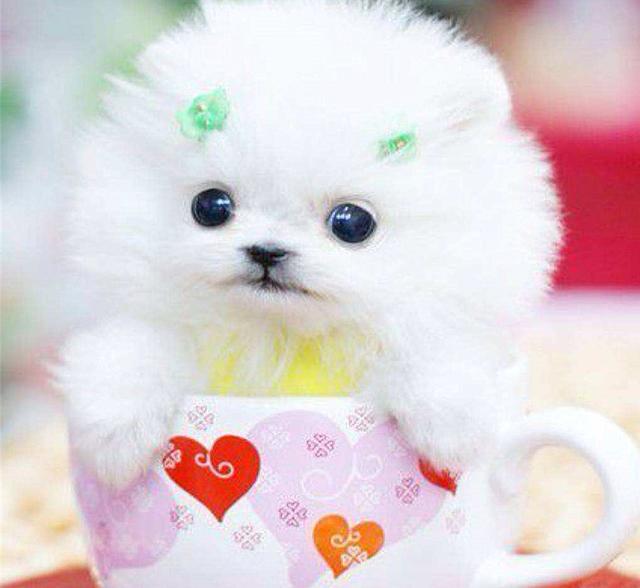 杯子狗（杯子狗寿命，爱狗狗则不应该养茶杯（杯子狗寿命多长）