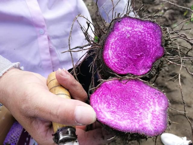 芋头和香芋有什么区别吗，芋头与香芋的区别（不是紫薯也不是芋头）