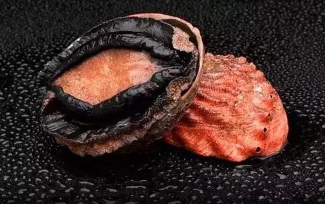 20种鲍鱼种类，世界鲍鱼品种大全