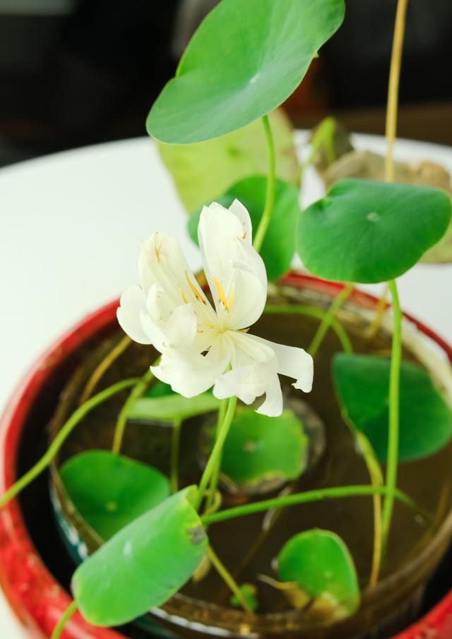 可以水培的植物，适合水培的小植物有哪些（盆栽太累想水培）