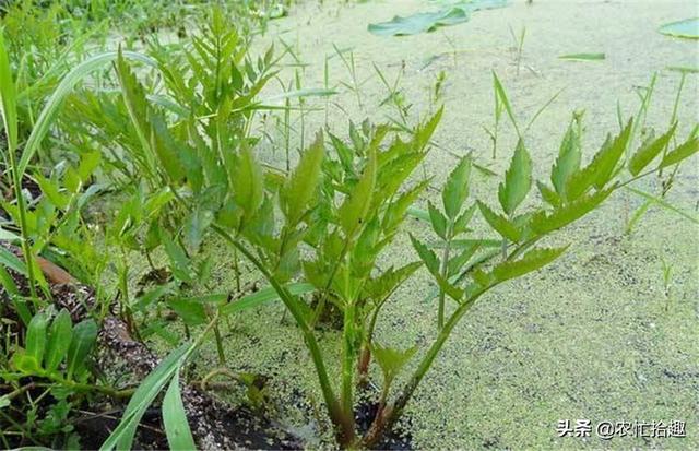 水芹菜叶子能吃吗，水芹菜的叶子能吃吗（食用期长达5个月）