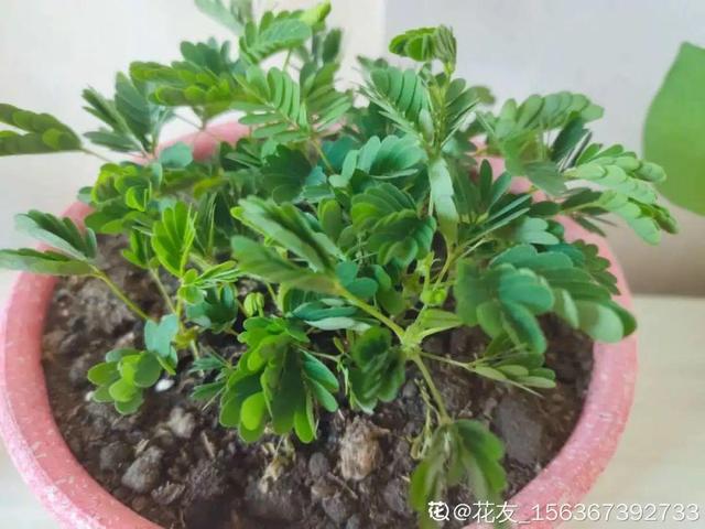 虎刺梅生虫怎么解决，虎刺梅长虫子怎么办（离太近都不好）