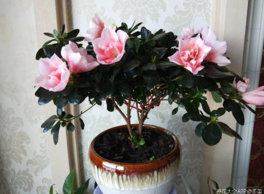 杜鹃花怎么浇水，杜鹃花浇水的正确方法（公认难养的杜鹃花）