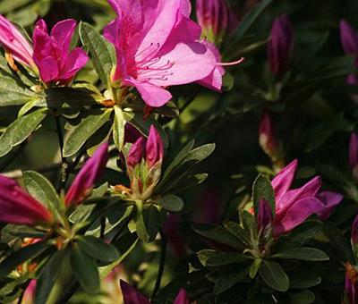 杜鹃花的别名叫什么，杜鹃花的又名叫什么（杜鹃花怎么播种）