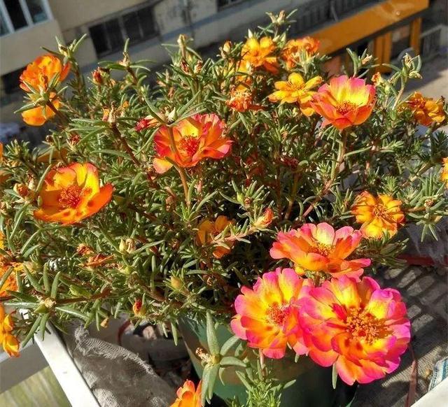 SuSu:一起种草莓来吗，微信头像，SuSu:一起种草莓来吗?【杂图】（花芽蹭蹭长满盆）