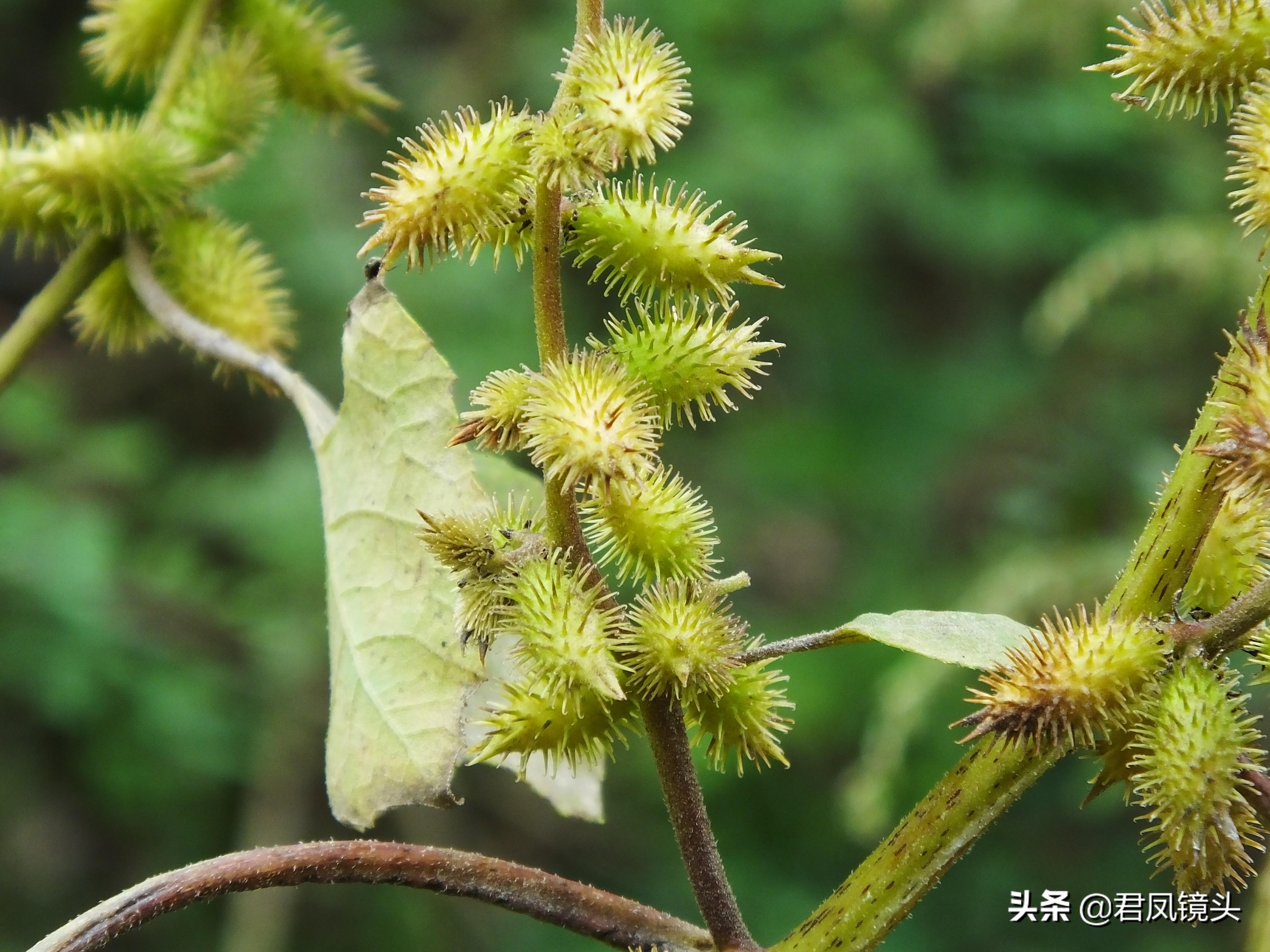 苍耳子图片大全大图图片