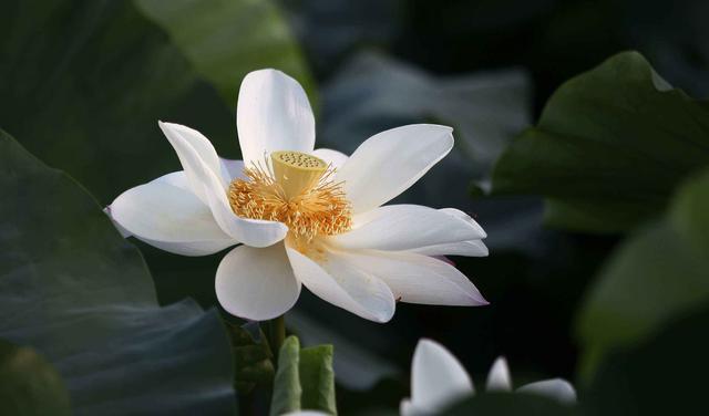 玉兰花花语，玉兰花花语和寓意（赞美玉兰花的诗词推荐）