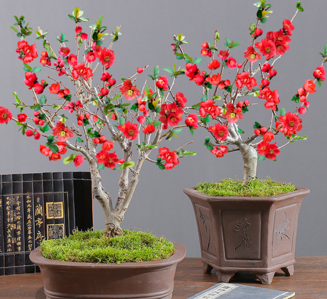 曼陀罗花的传说，曼陀罗花的含义和传说（传说“7种花”）