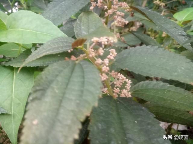 冰糖草是什么，冰糖草是什么科（园林点缀镶边花卉-透茎冷水花）