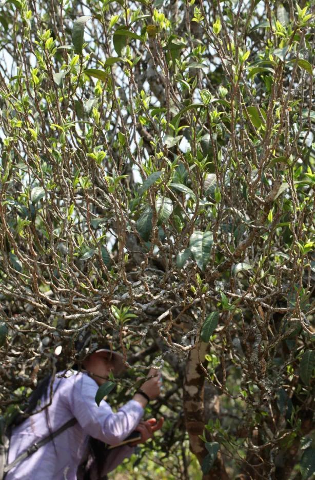 梅子箐古树茶特点，梅子箐古树茶是生普吗（2021年爆火的梅子箐）