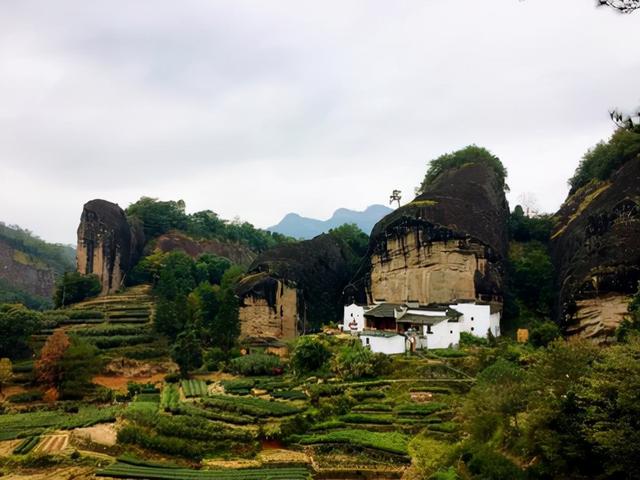 什么是岩茶 岩茶简单介绍，什么是岩茶（茶小白看一遍就能懂的茶知识）