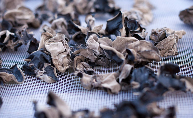 怎么样选够优质量的东北黑木耳，东北黑木耳的口感（4招保你挑到的木耳肥厚又劲道）