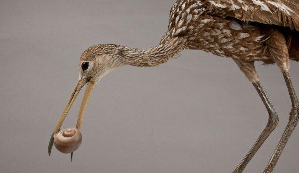 蜗牛还有哪些信息，蜗牛的信息有哪些（蜗牛从出生就要为了外壳努力）