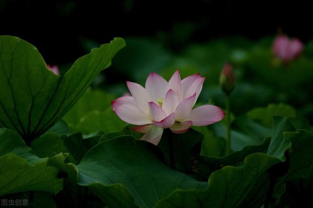 小池描写的是哪个季节，小池这首诗写的是什么季节什么地方（杨万里一首脍炙人口的诗）