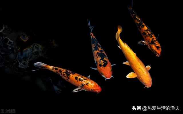 锦鲤几天喂一次食最好，养鱼27条寓意（锦鲤刚到家不吃食怎么办）