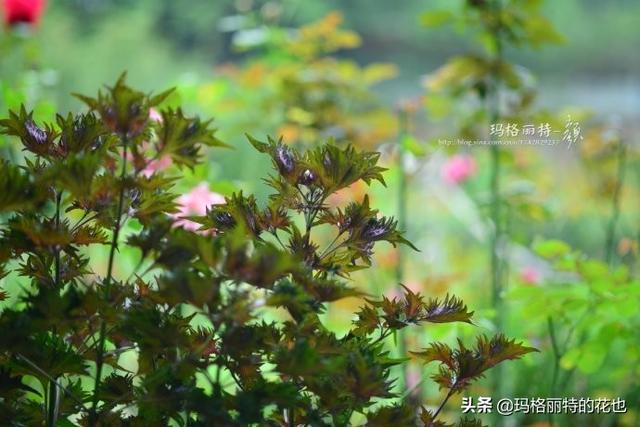 薰衣草如何过冬，薰衣草怎样过冬（西餐料理中常见的几种香草）