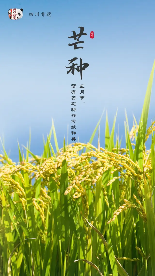 梅子什么时候成熟，梅子是什么季节的水果（芒种：栀子花开，麦黄梅熟）