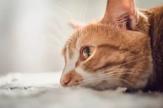 猫鼻子干怎么回事，为什么猫咪的鼻子一直是湿的