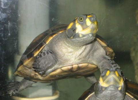 什么龟可以和鱼一起养，鱼龟混养的方法有哪些（猪鼻龟能和鱼一起混养吗）