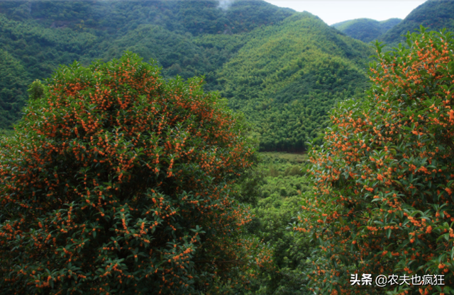 桂花树能种在院子里吗，桂花树适合种在庭院的哪个方位（贵人立门内”啥意思）