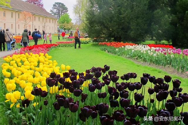 郁金香花语是什么，代表爱的告白和永恒的爱